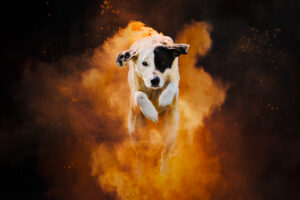 Een hond die tijdens een holipowder-fotoshoot naar de camera springt. Veel oranje holipoeder, hoge kwaliteit en super scherp! foto is gemaakt door Chris van Riel