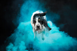 Een hond die tijdens een holipowder-fotoshoot naar de camera springt. Veel blauw holipoeder, hoge kwaliteit en super scherp! foto is gemaakt door Chris van Riel
