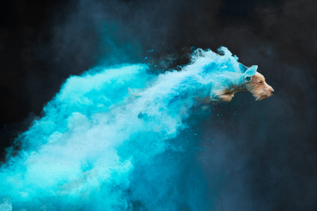 Holipoeder fotoshoot met een teckel. blauw holipoeder. fotografie holipowdershoot