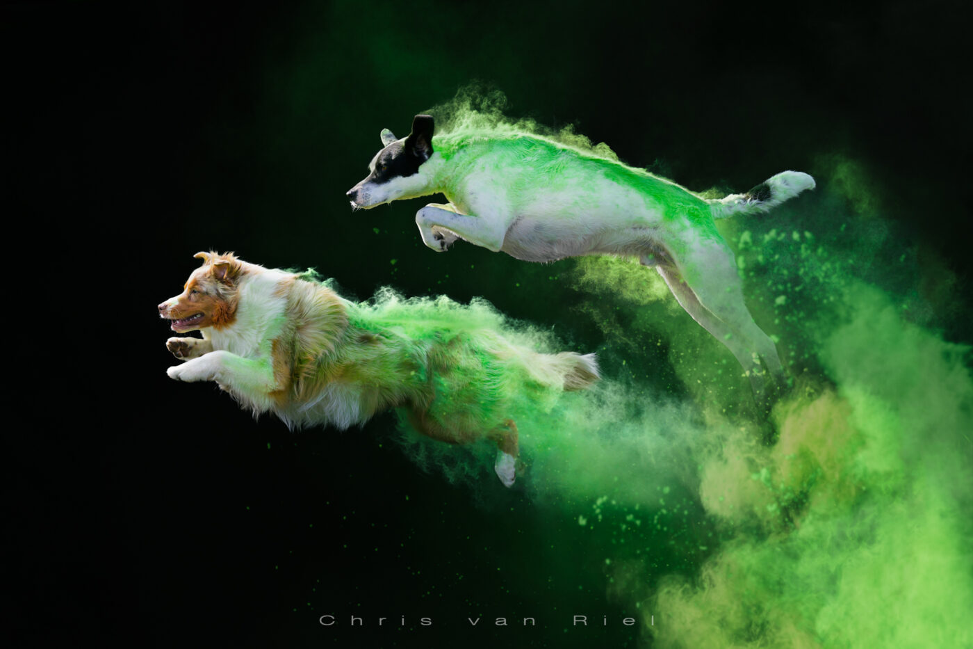 twee honden die tijdens een holipowder-fotoshoot naar de camera springt. Veel groen holipoeder, hoge kwaliteit en super scherp! foto is gemaakt door Chris van Riel