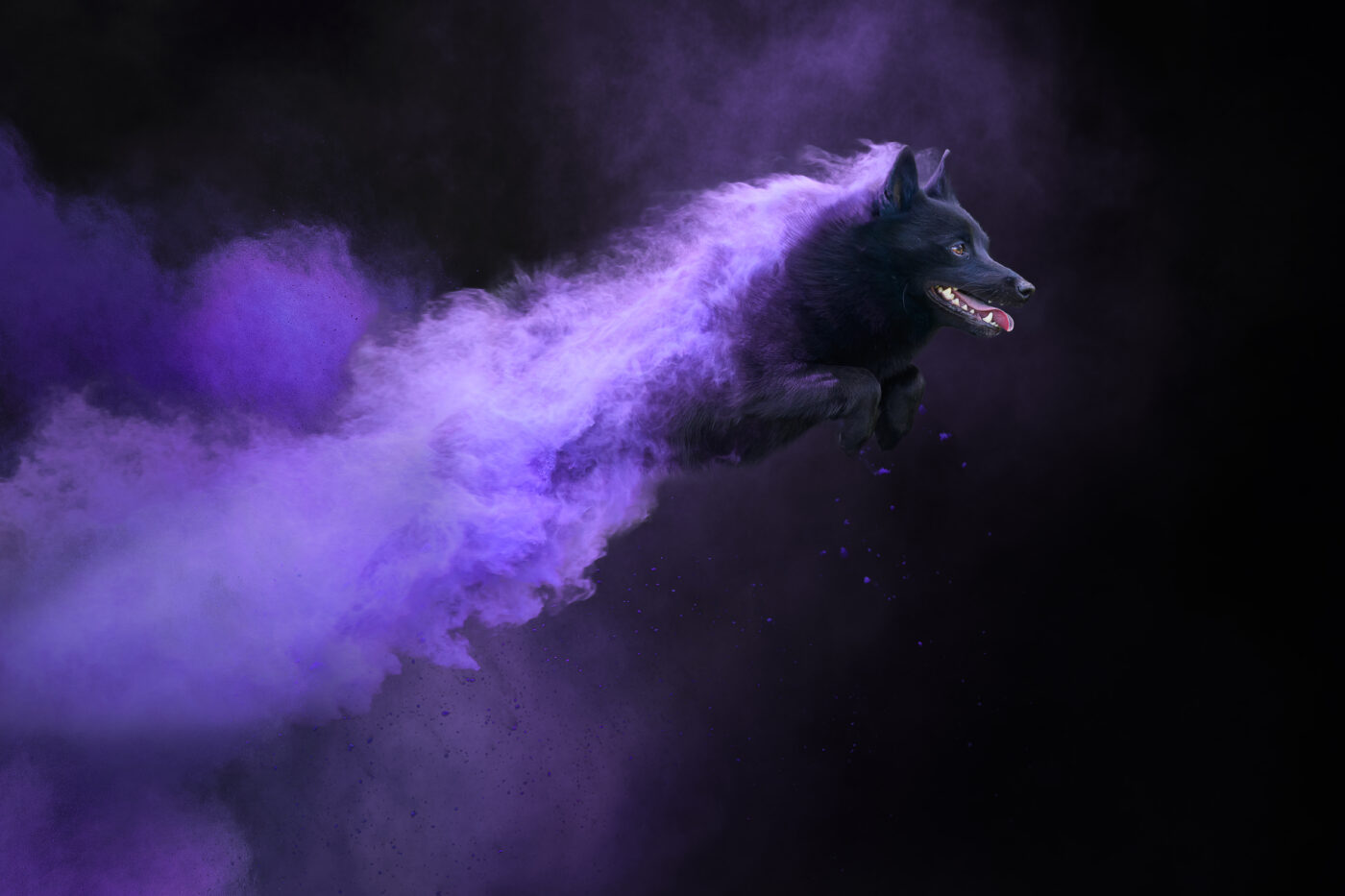 Een hond die tijdens een holipowder-fotoshoot naar de camera springt. Veel paars holipoeder, hoge kwaliteit en super scherp! foto is gemaakt door Chris van Riel