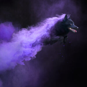 Een hond die tijdens een holipowder-fotoshoot naar de camera springt. Veel paars holipoeder, hoge kwaliteit en super scherp! foto is gemaakt door Chris van Riel