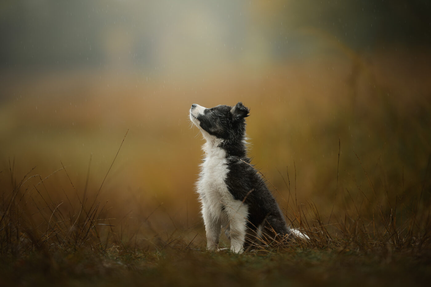 een schattige puppy in de regen tijdens een fotoshoot van het nestje/ Door: Chris van Riel